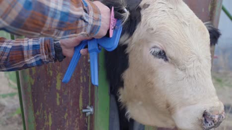 a bull with white eye lashes gets its ear tagged by farmer