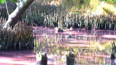 High-salinity-pink-waterway-in-the-mangrove-wetlands-with-blue-green-algae-blooming-during-dry-season,-a-dabbling-duck,-grey-teal-swimming-across-the-scene,-foraging-for-invertebrates