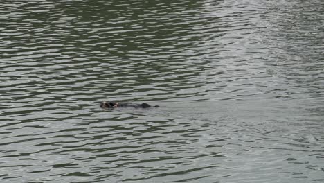 Sea-otter-eating-shellfish.-4K-and-HD