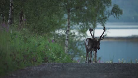 single reindeer walking on a road in vangsvik, norway