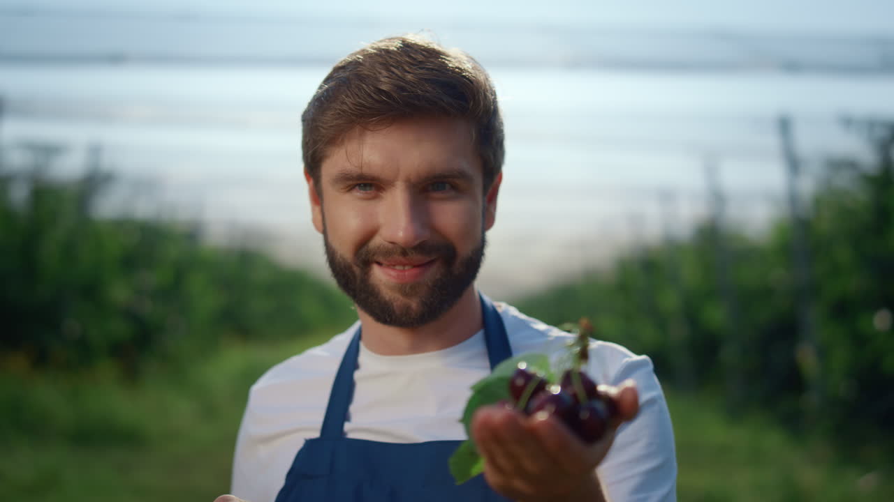 Úspěšný podnikatel drží čerstvé bobule během letní sklizně.