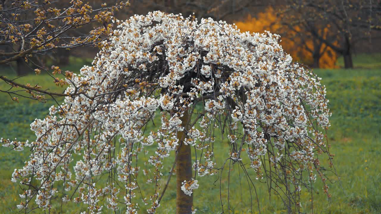 페트린 공원 에서 멋진 체리 꽃 전시회