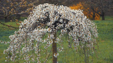 spectacular cherry blossom display in petrin park