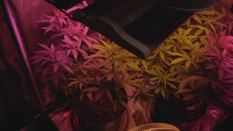 cultivo casero de marihuana cannabis que sopla en el viento del ventilador dentro de la tienda de cultivo doméstico con iluminación led artificial de espectro completo enfoque lento desde la vista del ángulo superior