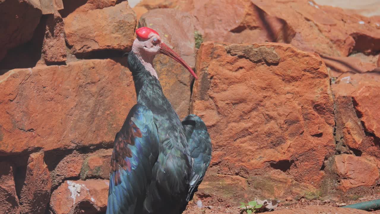 Bird with red head and blue feathers standing on rocks in Pretoria, South Africa