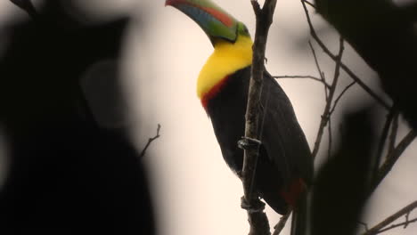 looking up at perched keel billed toucan in the rain in costa rica