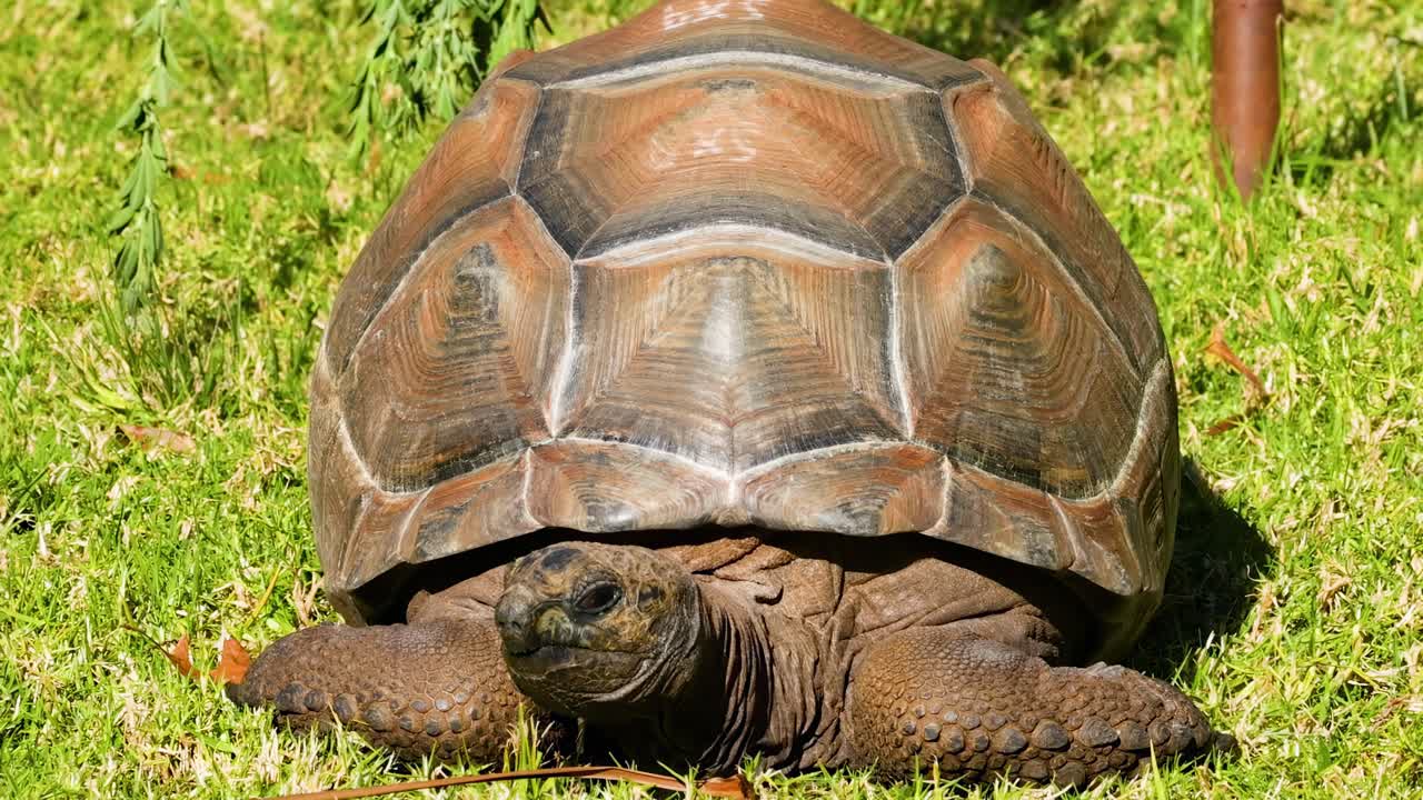 Giant Tortoise in a Grassy Environment