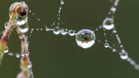 dewdrops on a spiderweb