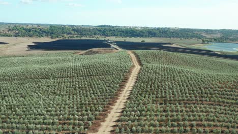 camino de tierra en medio de una granja de olivos que conduce a una planta de paneles solares