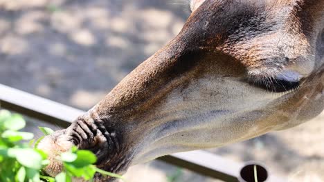 una jirafa comiendo hojas en el zoológico de chonburi