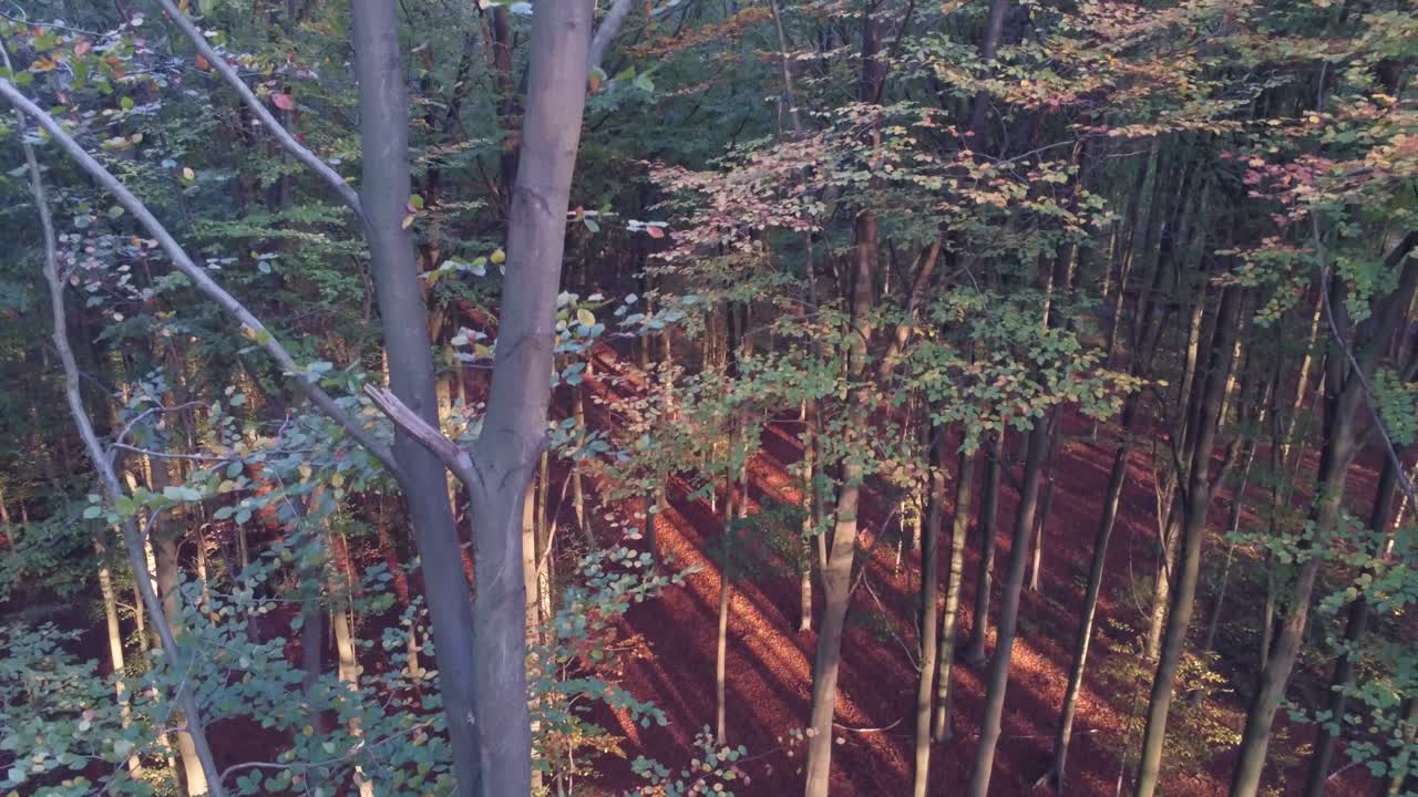 elevándose lentamente hacia un denso dosel de hojas y ramas de otoño enredadas, sol bajo, antena