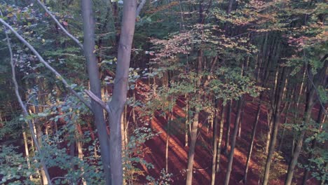 rising slowly up into a dense canopy of a tangled fall leaves and branches, low sun, aerial