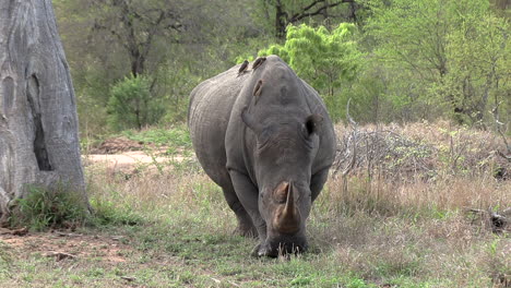 a white rhino bull walking across the african grass with oxpecker birds on his back
