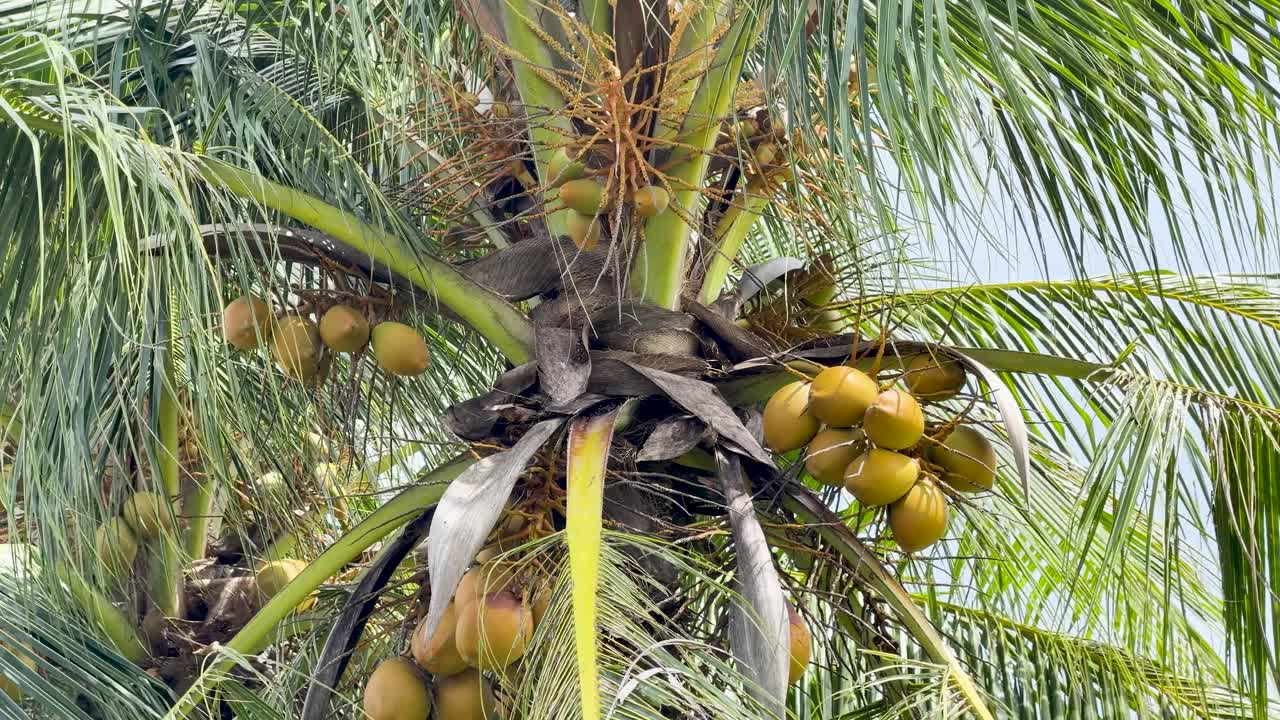 A medium shot captures clusters of yellow coconuts hanging from a lush tropical palm tree