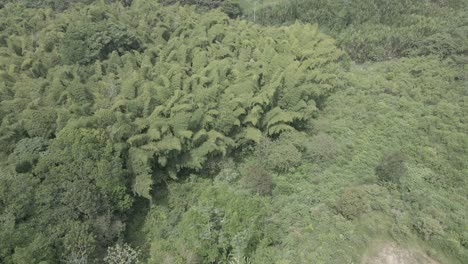 rivers and trees of colombia 6