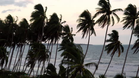 Cinematic-landscape-of-coastal-sunset-with-palm-trees-swaying-in-wind