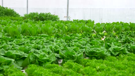 green leafy kale and lettuce plants in an hydroponic growing setting