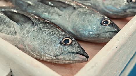 fresh white tuna fish on display for sale in a fish market