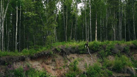 Beautiful-bald-eagle-landing-on-a-branch-on-Alaskan-lush-green-river-shoreline-forest