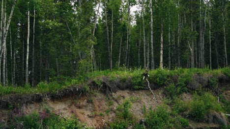 beautiful bald eagle landing on a branch on alaskan lush green river shoreline forest
