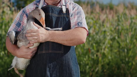 a farmer holds a large goose 1