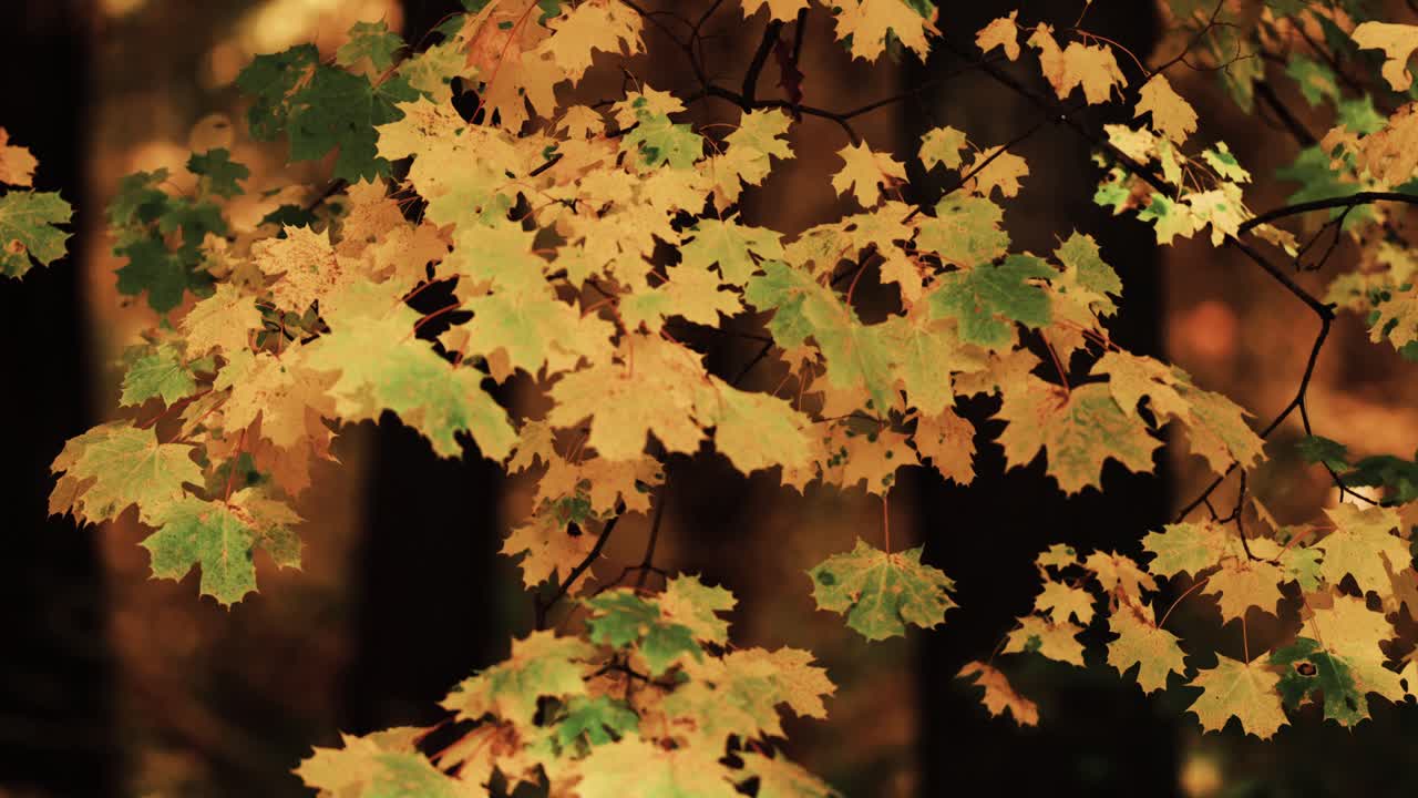 A close-up shot of the bright maple tree leaves on the blurry background