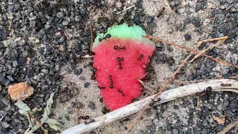 ants eating strawberry shaped candy