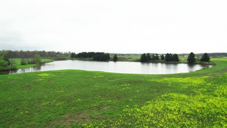 drone aerial shot of lake and meadow with yellow flowers blooming in early spring with green pine trees and white sky