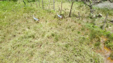 Drone-Volando-Sobre-Las-Aves-De-La-Grúa