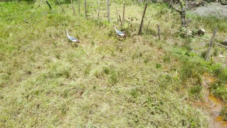 drone volando sobre las aves de la grúa