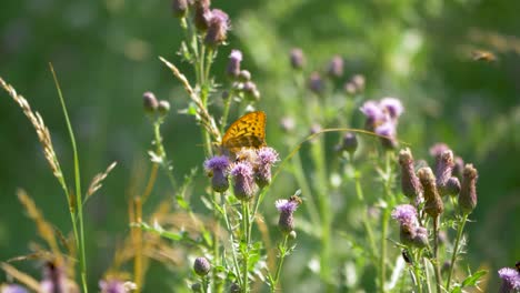 close up shot of butterflies and bees collecting pollen from violet flowers in lush green field in a countryside on a windy day