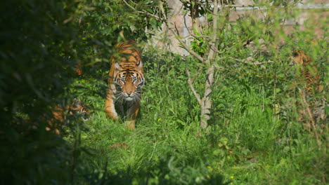 Sumatran-tiger-female-walking-out-of-wild-bushes-and-knocks-off-cub-play-fighting-with-mother-with-her-paw