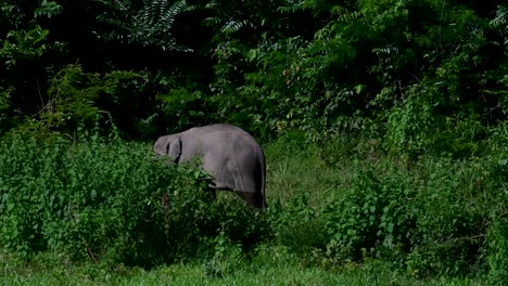 The-Asiatic-Elephants-are-endangered-species-and-they-are-also-residents-of-Thailand