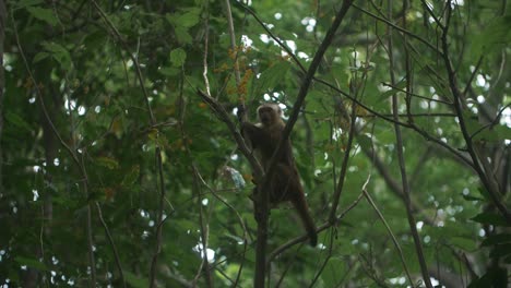 Zeitlupenaufnahme-Eines-Kapuzineraffen,-Der-Auf-Einem-Baum-Im-Tayrona-Park,-Kolumbien,-Nach-Nahrung-Greift