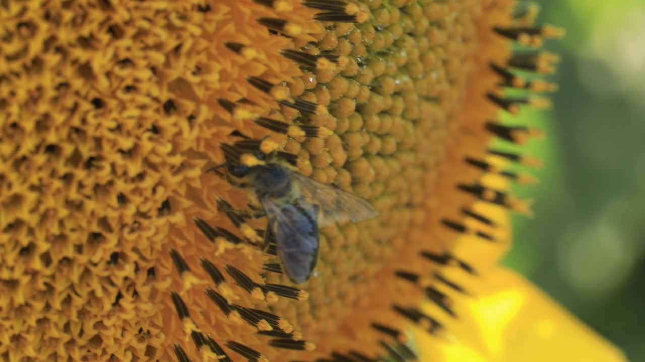 las abejas se reúnen en un girasol para el mejor polen y néctar