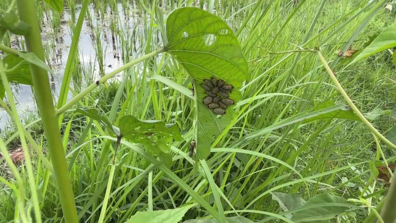 Close-up of Insect Larvae Clustered on a Green Leaf