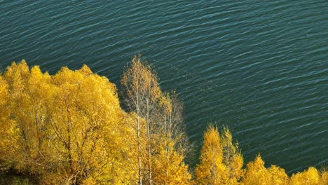 beautiful golden colored leaves on trees swaying in gentle breeze at lake