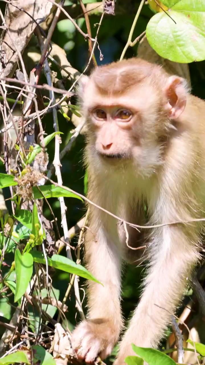 Juvenile macaque monkey searches for food among dense green foliage in bright natural sunlight