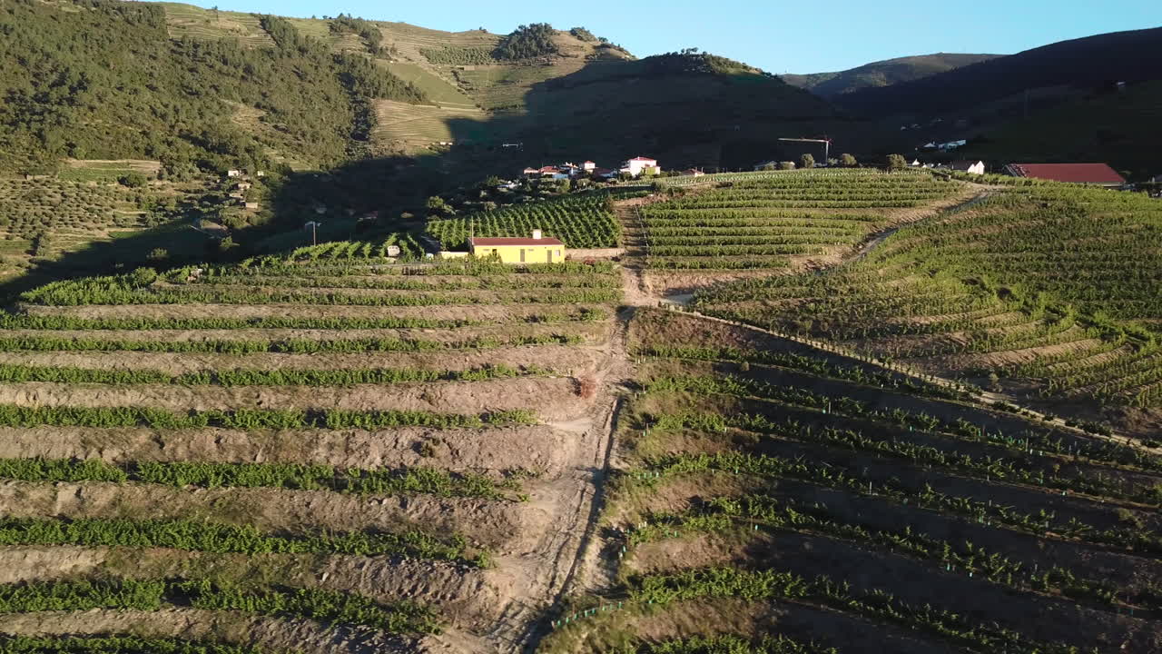 Volando lungo i terrazzamenti di un vigneto verde a mezza costa nella Valle del Douro in Portogallo