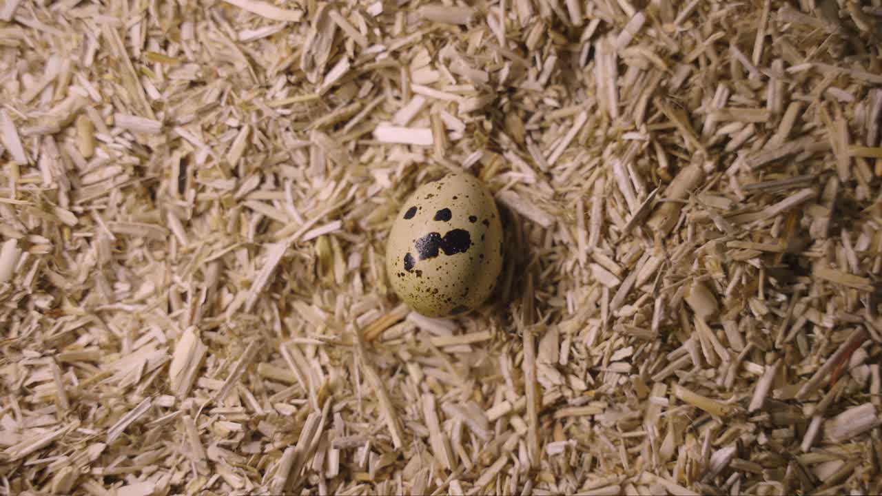 A single speckled egg nestled in wood shavings