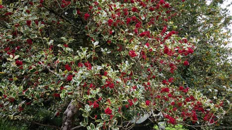 a glut of bright red holly berries growing on a variegated holly tree in the south of england