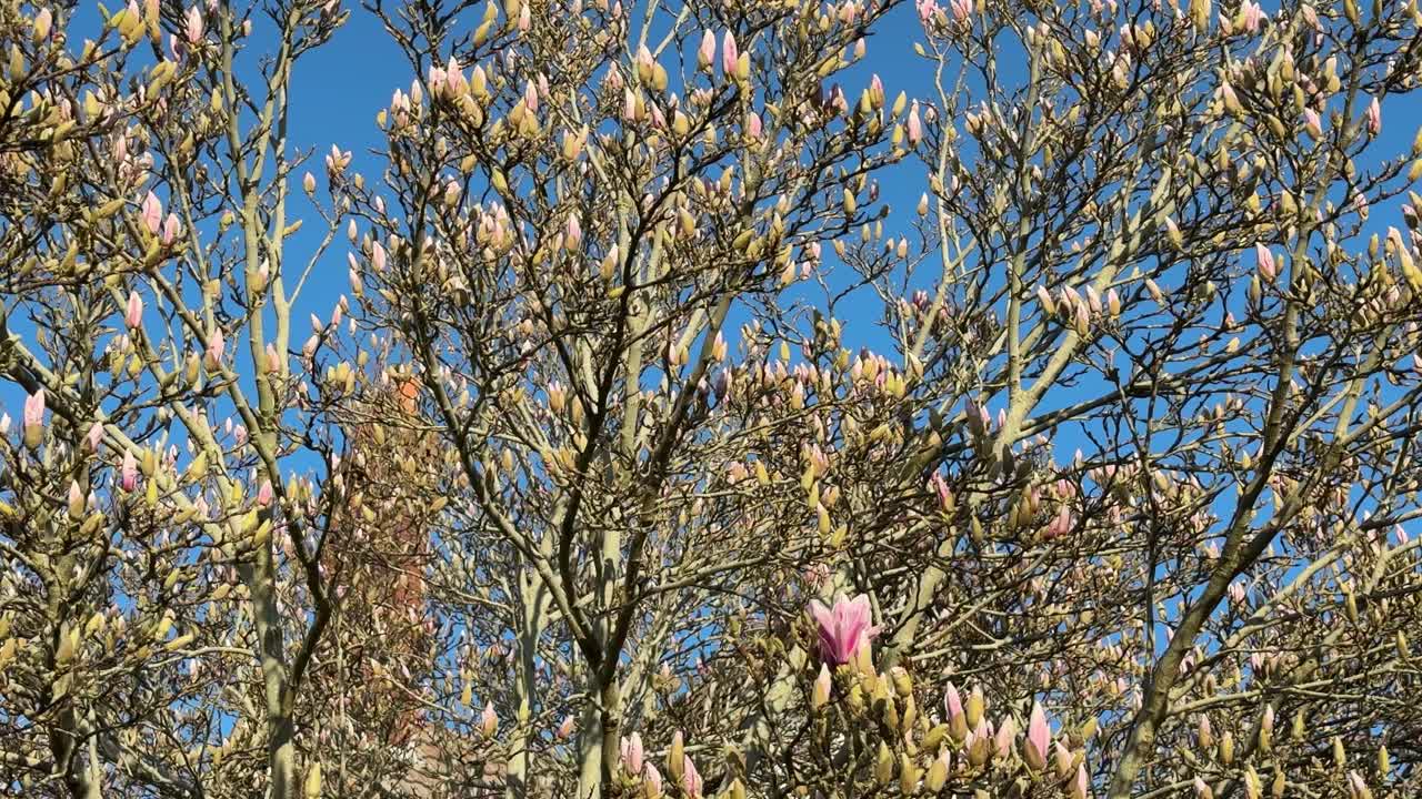 Pink Magnolia Tree Blossoms Against Clear Blue Spring Sky