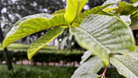 rain soaked plant leaves, humid outdoor weather, sodden lush nature