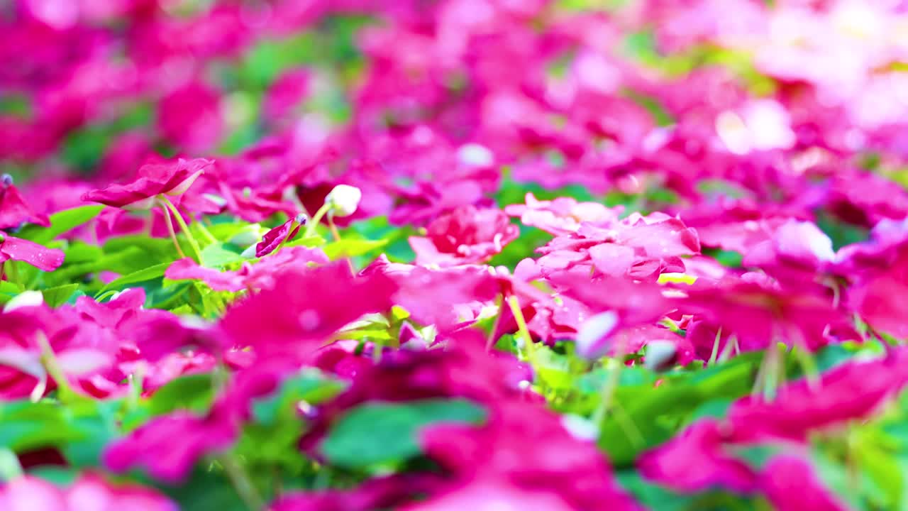 다채로운 impatiens 꽃 rama 9 공원