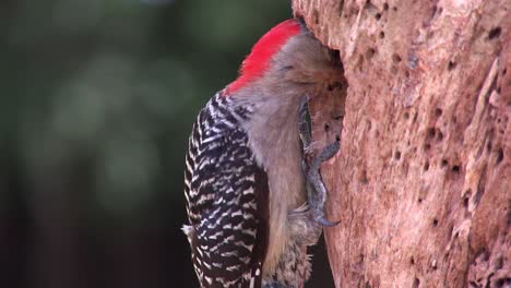 beautiful shot of a red bellied woodpecker arriving at its nest in a tree and feeding its young 2