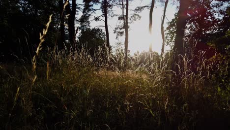 ángel-Bajo-Caminando-A-Través-De-La-Hierba-Alta-Pacífica-En-Un-Bosque-Con-árboles-Y-Puesta-De-Sol-En-El-Fondo