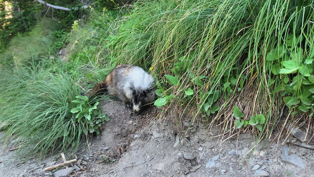 la cámara captura la antigüedad de la marmota, un mamífero alpino, que busca comida o se esconde en los arbustos en el sendero highline del paso de logan