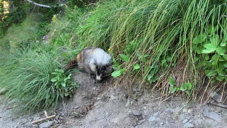 la cámara captura la antigüedad de la marmota, un mamífero alpino, que busca comida o se esconde en los arbustos en el sendero highline del paso de logan