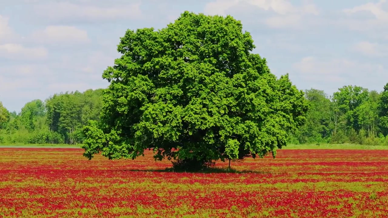 Epic aerial shot of flourishing tree within colorful incarnate clover landscape