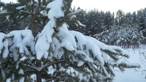 snowy pine tree in a forest